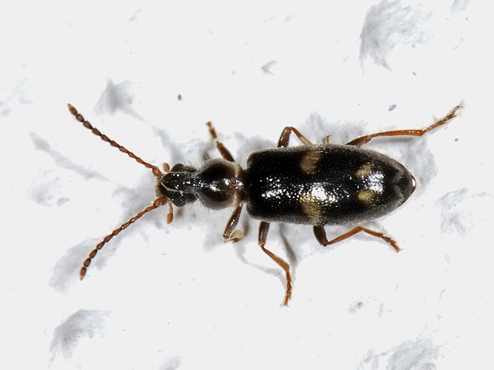 Notoxus trifasciatus e Notoxus miles italicus - (Anthicidae)